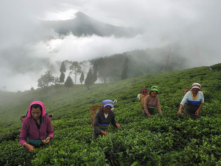 Tea Estates